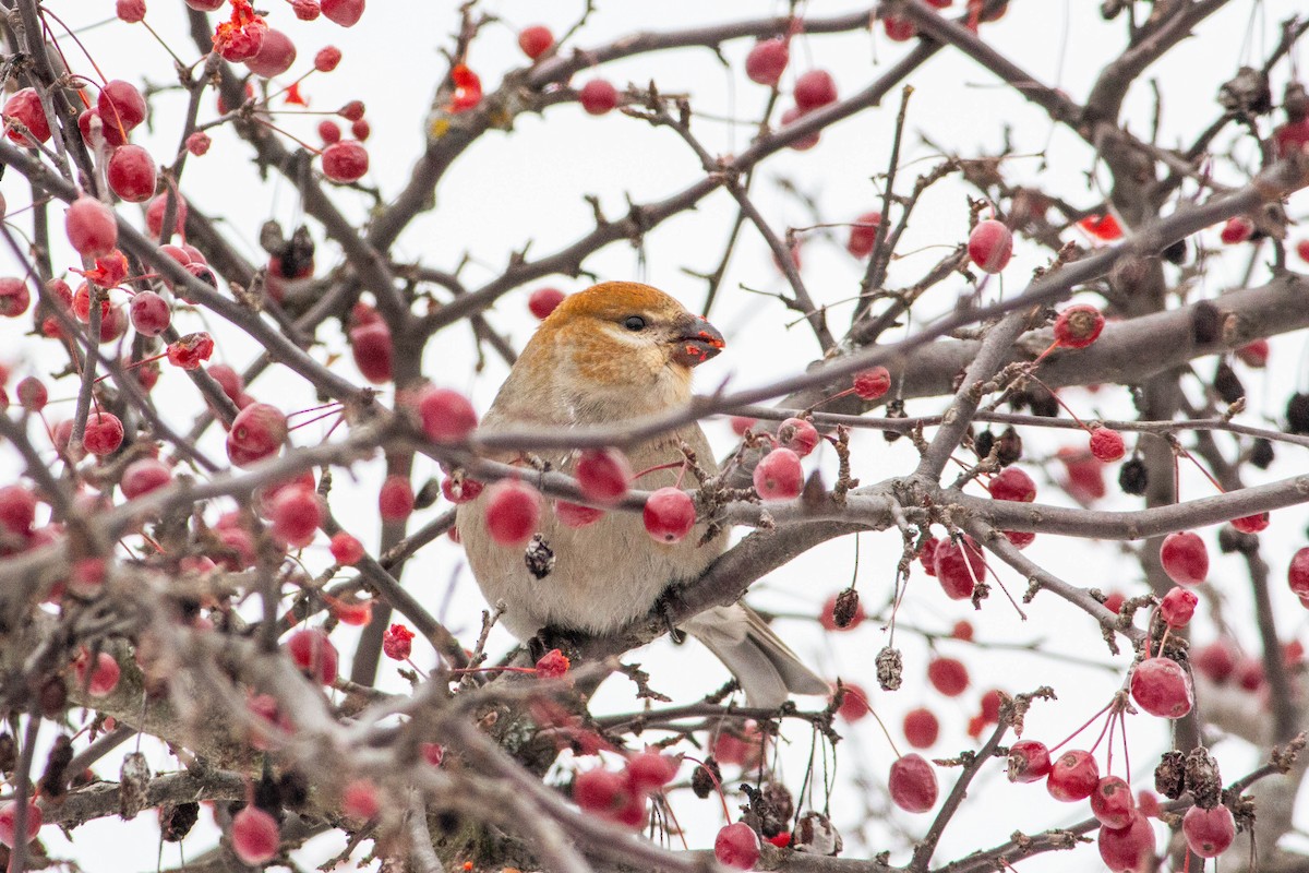 Pine Grosbeak - ML646265429