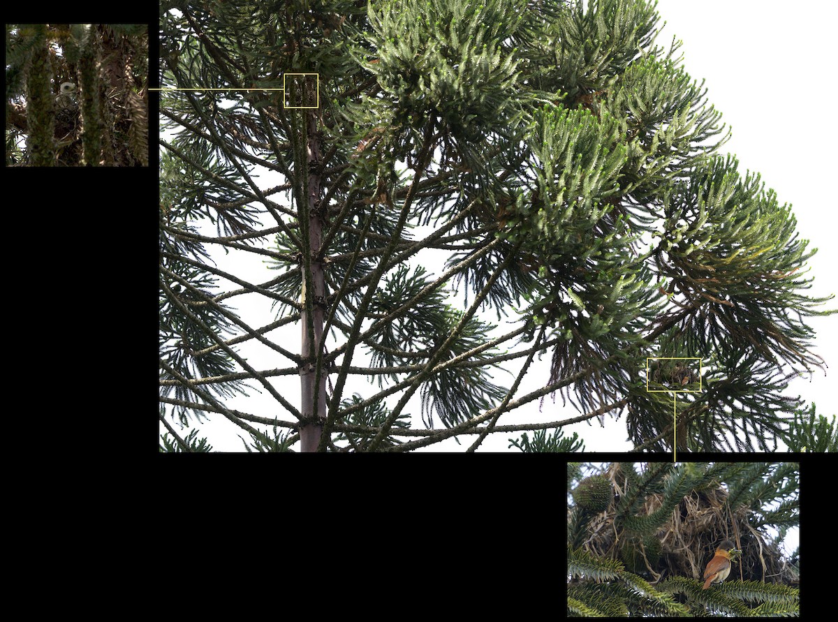 Bécarde huppée - ML646265430