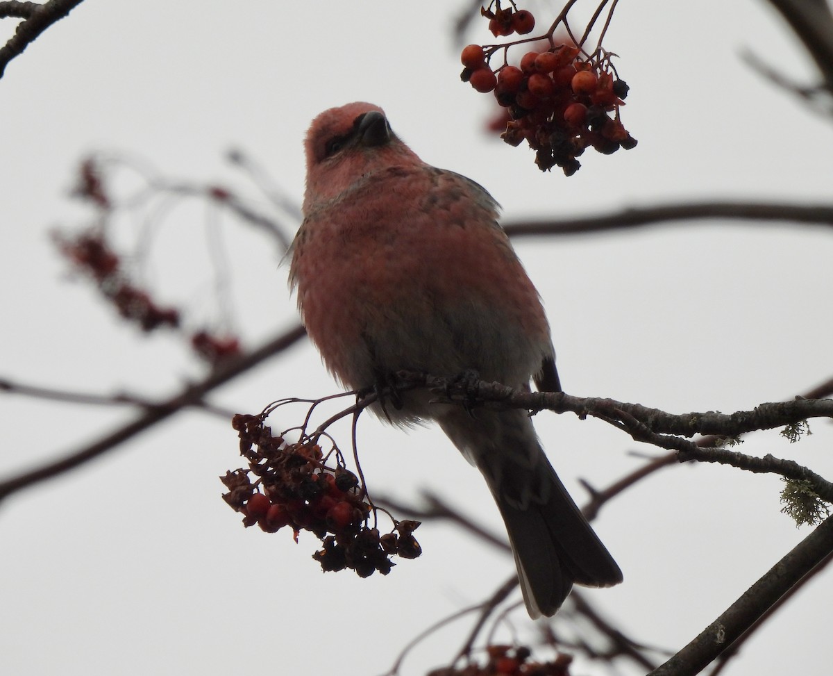 Durbec des sapins - ML646265431