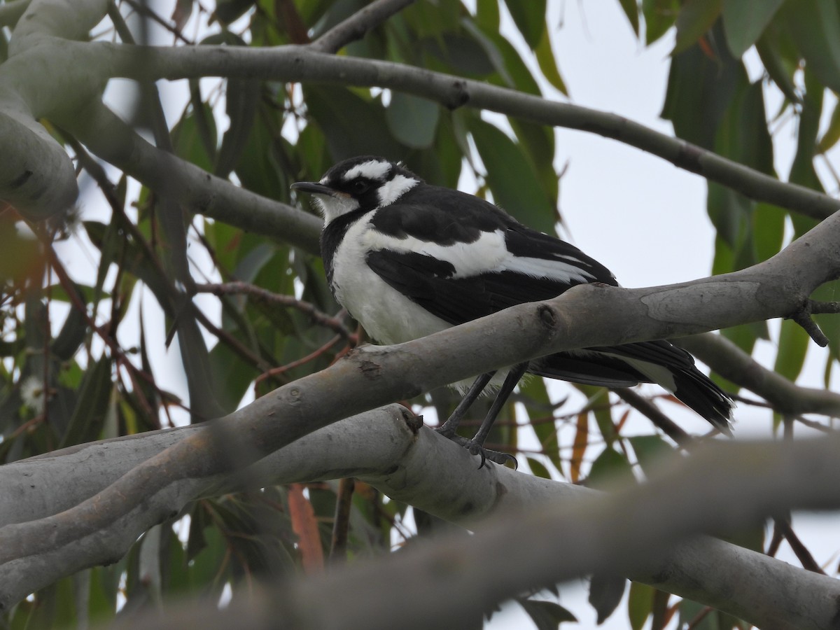 Gralline pie - ML646265432