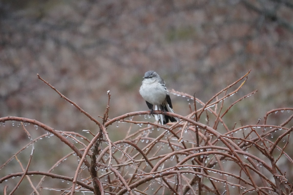 Moqueur polyglotte - ML646265433
