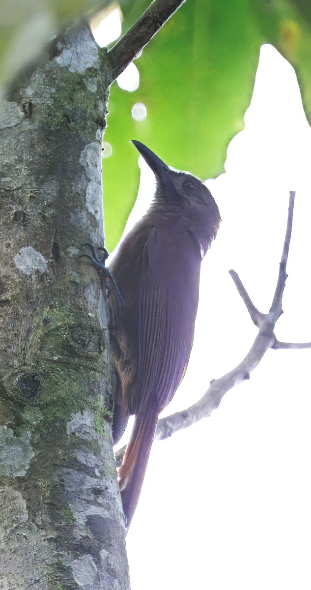 Grimpar enfumé - ML646265434