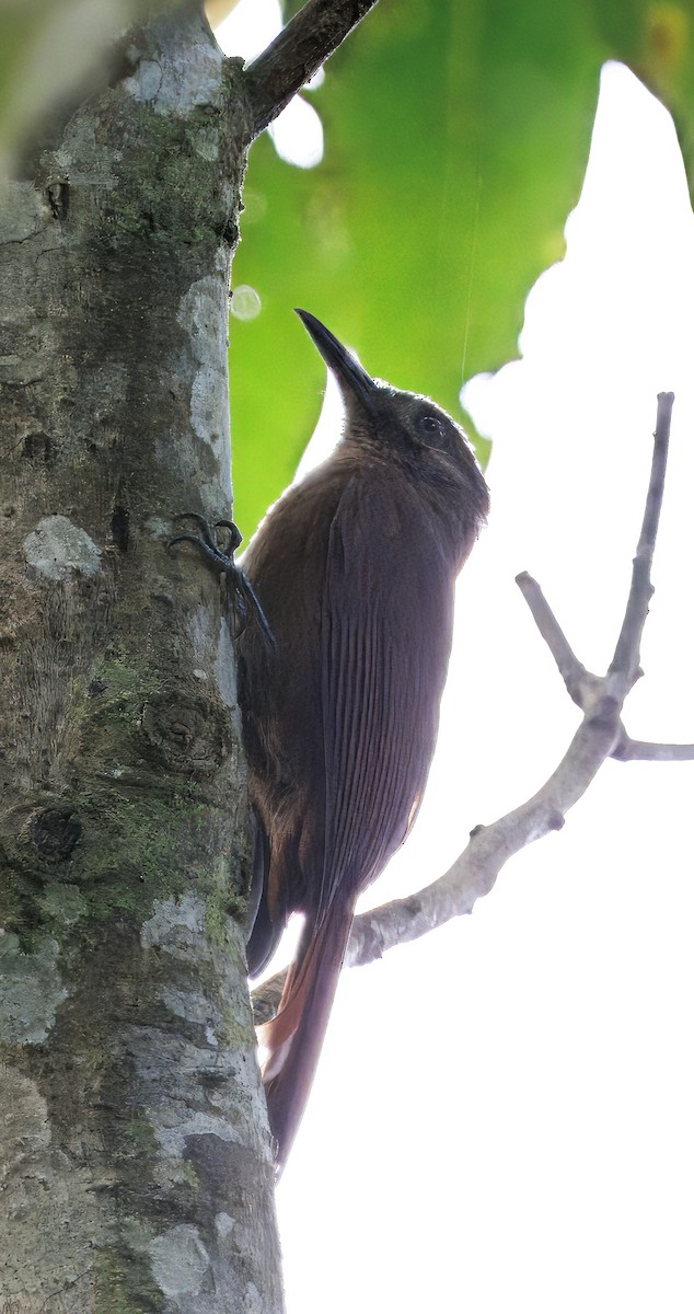 Grimpar enfumé - ML646265435