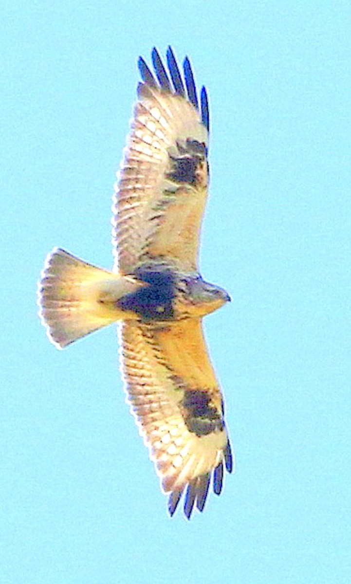 Buse pattue - ML646265436