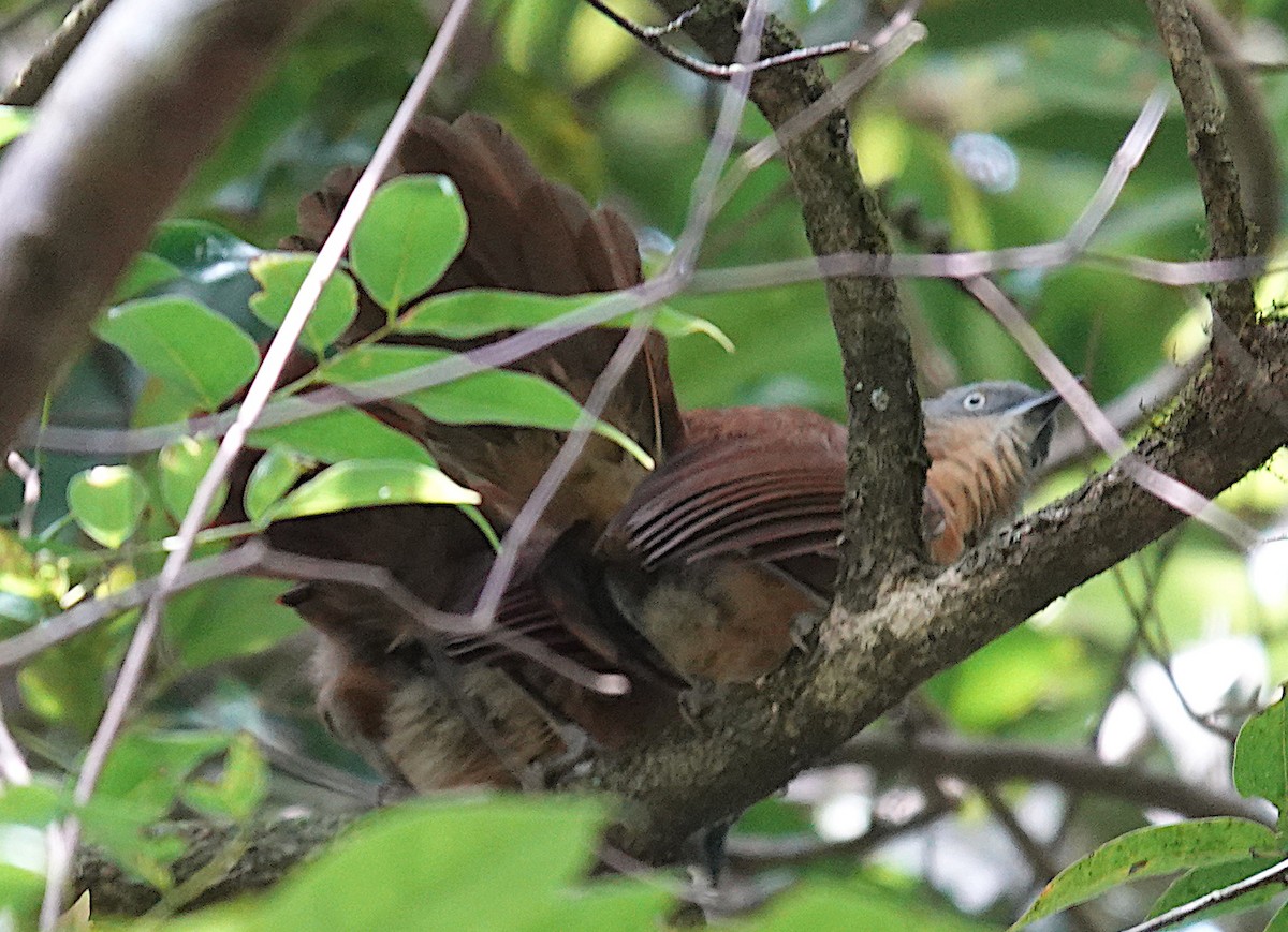 Cratérope à tête cendrée - ML646265437