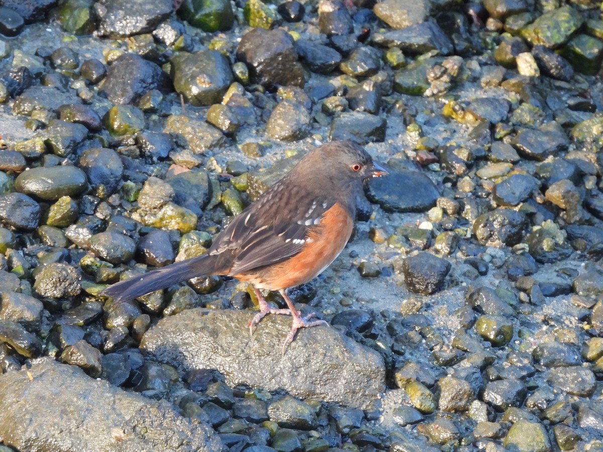 Tohi tacheté - ML646265438