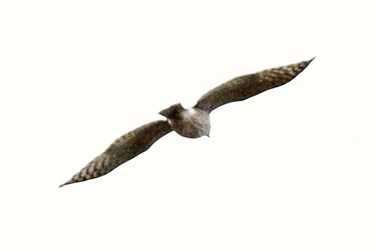 Faucon émerillon - ML646265439