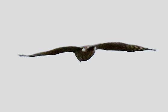 Faucon émerillon - ML646265440