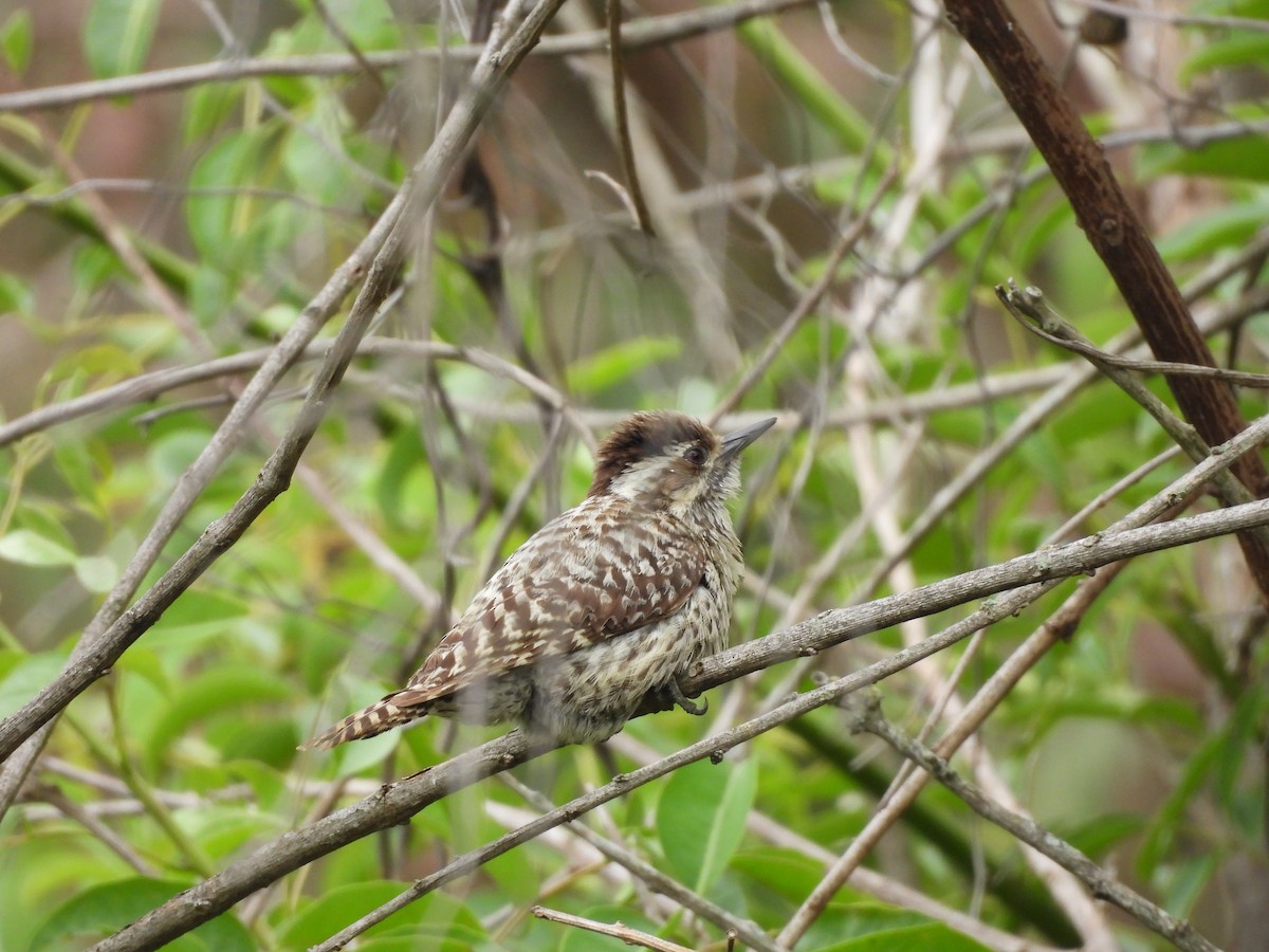 Pic varié - ML646265443