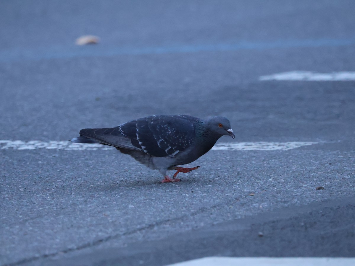 Pigeon biset (forme domestique) - ML646265445