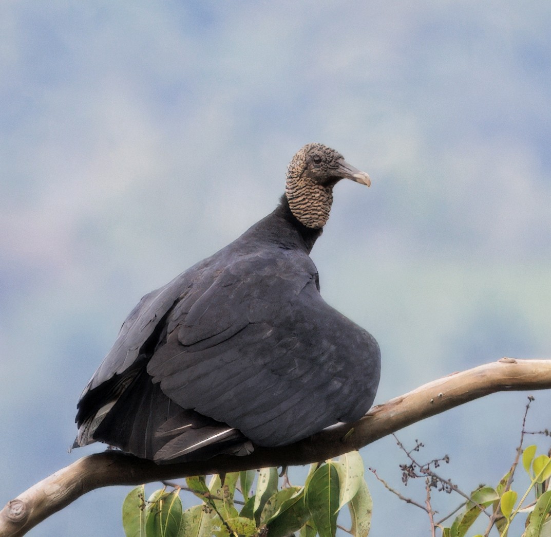 kondor havranovitý - ML646265446