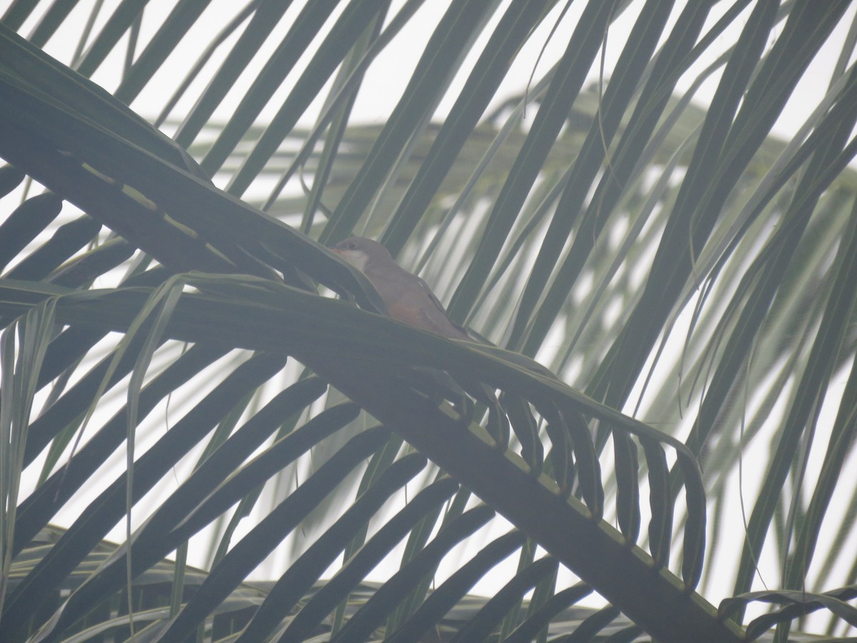 Yellow-billed Cuckoo - ML646265447