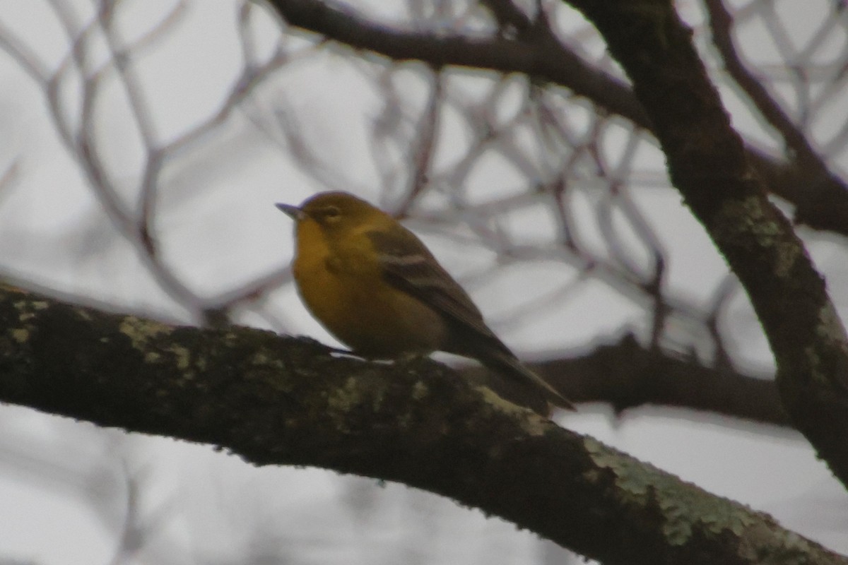 Pine Warbler - ML646265448