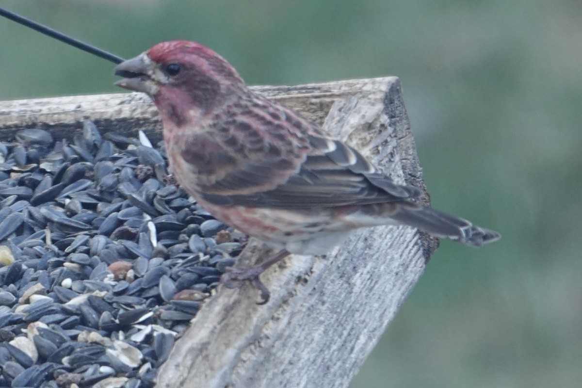 Purple Finch - ML646265449