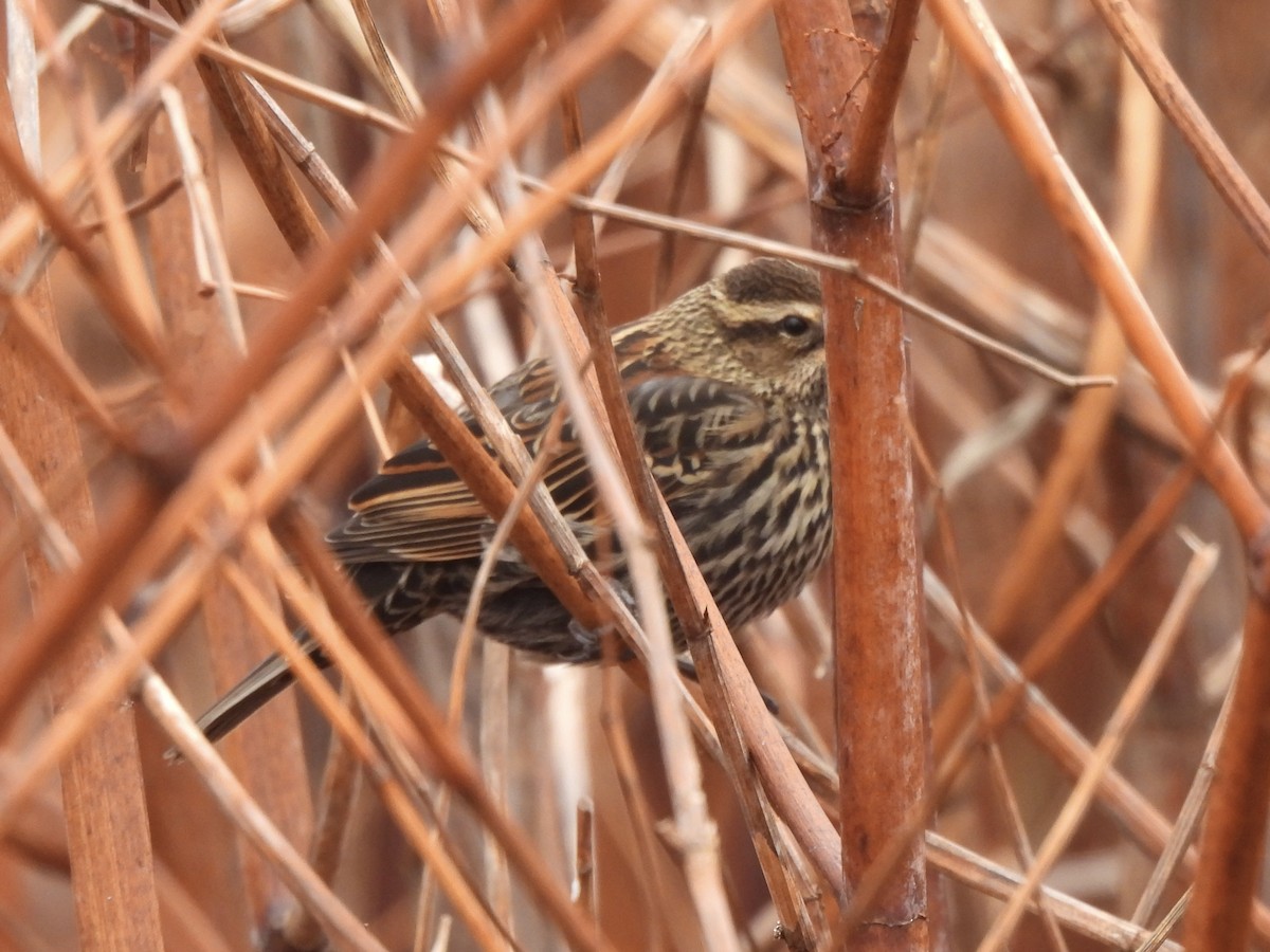 Red-winged Blackbird - ML646265450