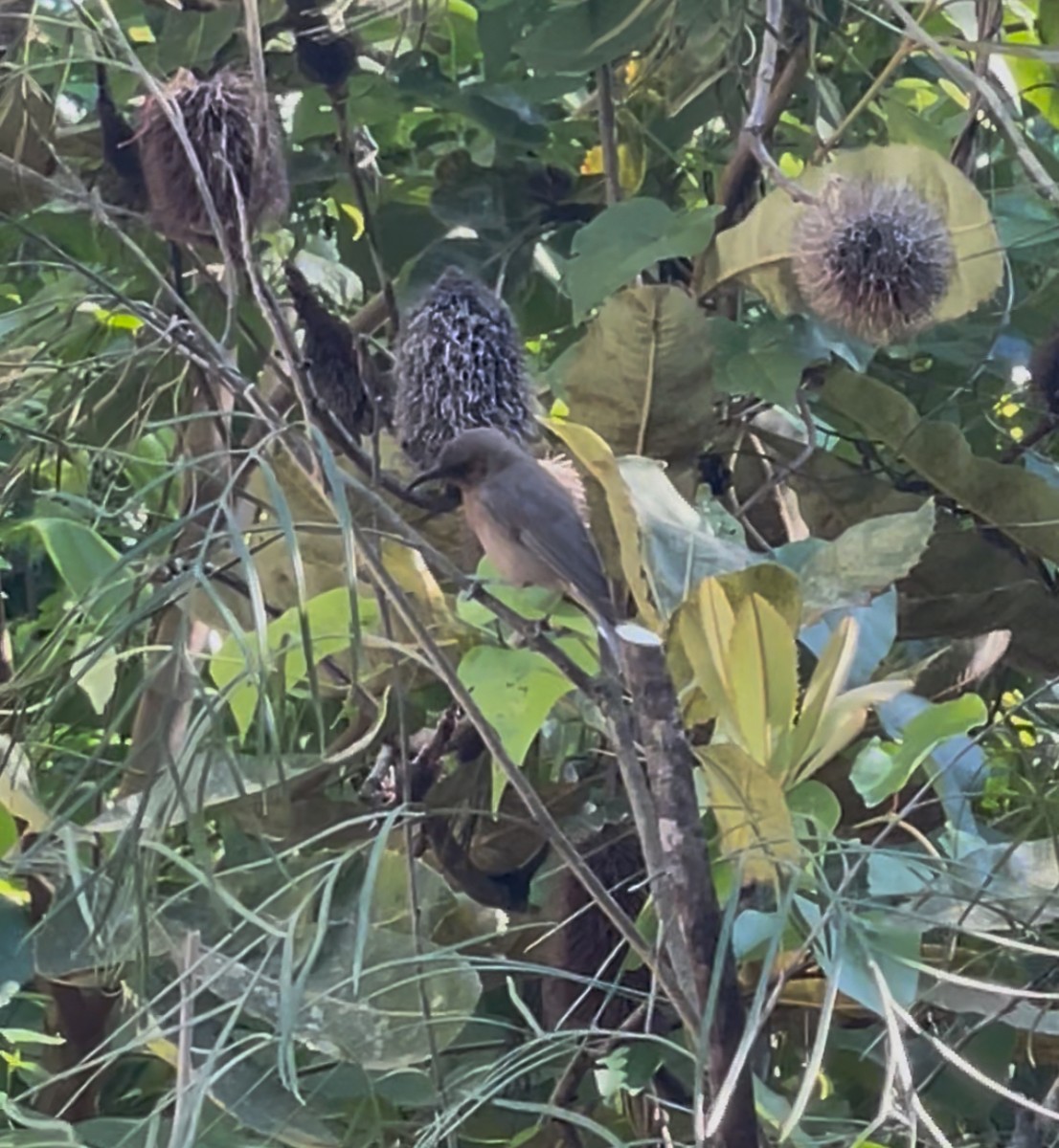 Dusky Myzomela - ML646265454