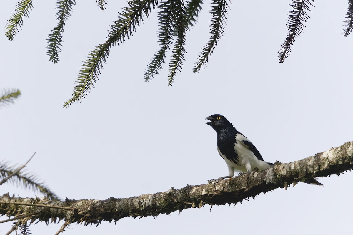 Magpie Tanager - ML646265455