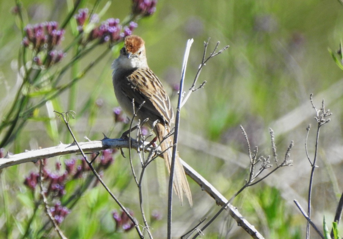 ズアカオオセッカ - ML646265456