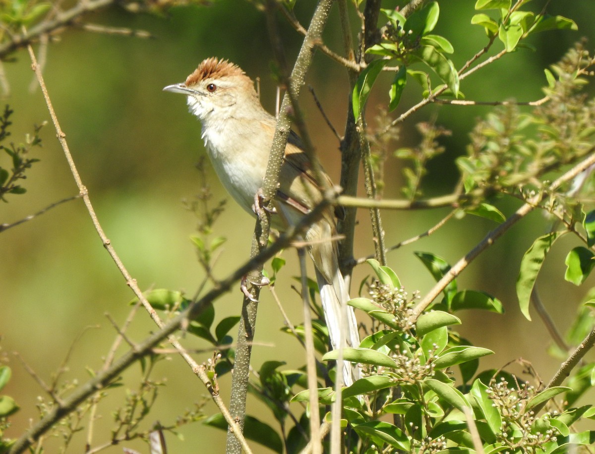 ズアカオオセッカ - ML646265457