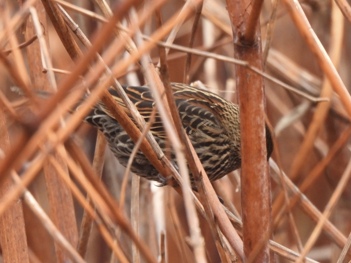 Red-winged Blackbird - ML646265459