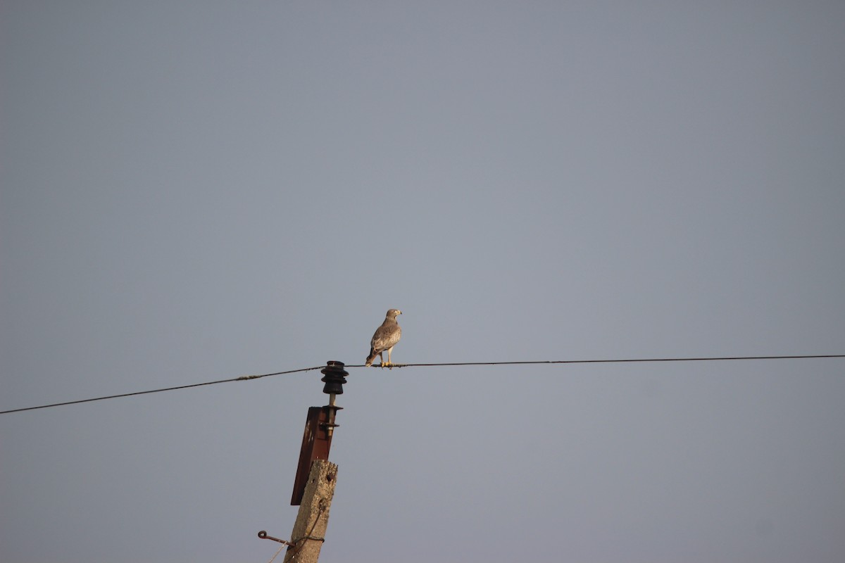 Busardo Tisa - ML646265461