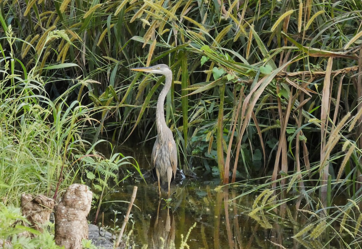 volavka velká - ML646265467