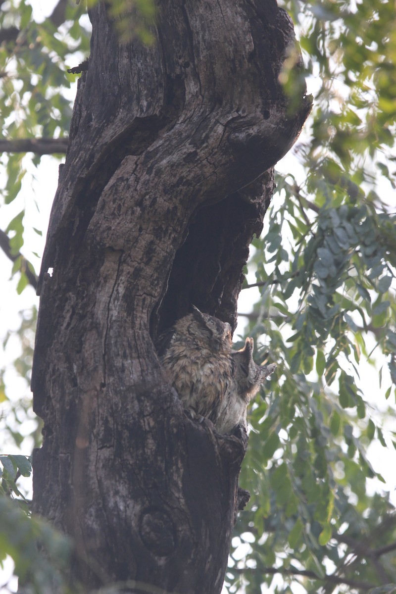 Autillo Indio - ML646265472