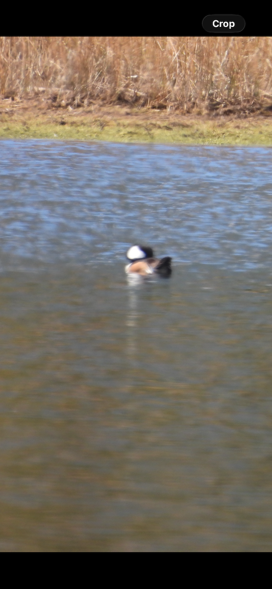 Serreta Capuchona - ML646265474