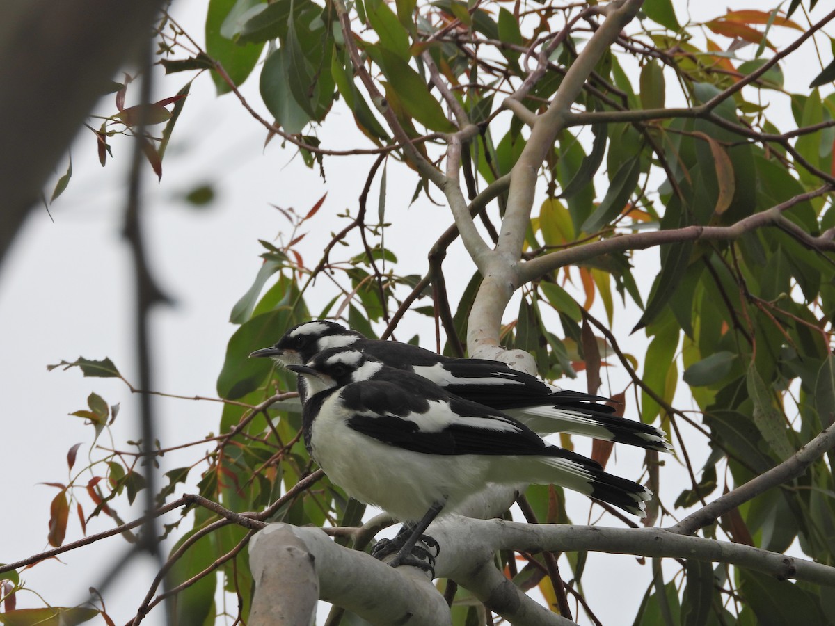 Grallina Australiana - ML646265475