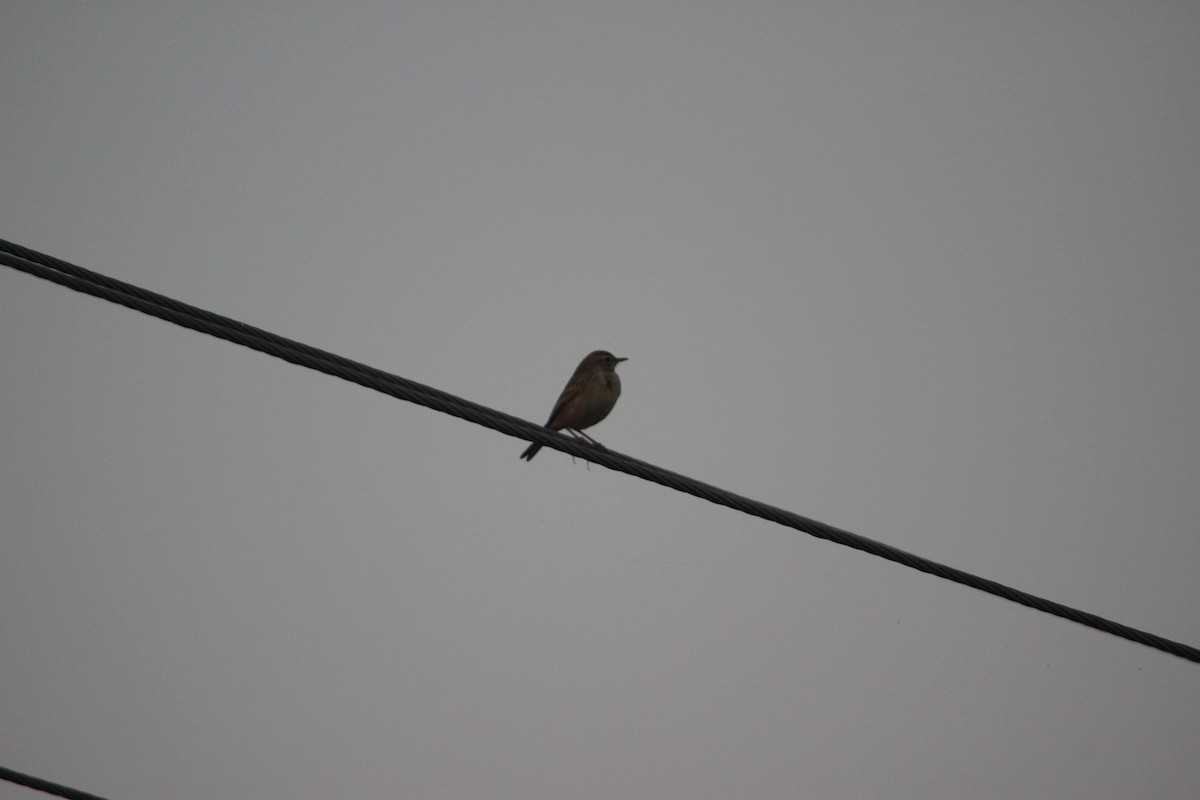 Ruiseñor Pechiazul - ML646265476