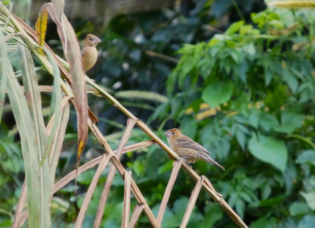 Azulillo Grande - ML646265477