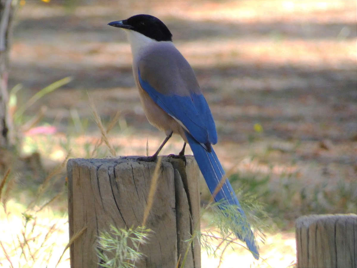 Rabilargo Ibérico - ML646265478