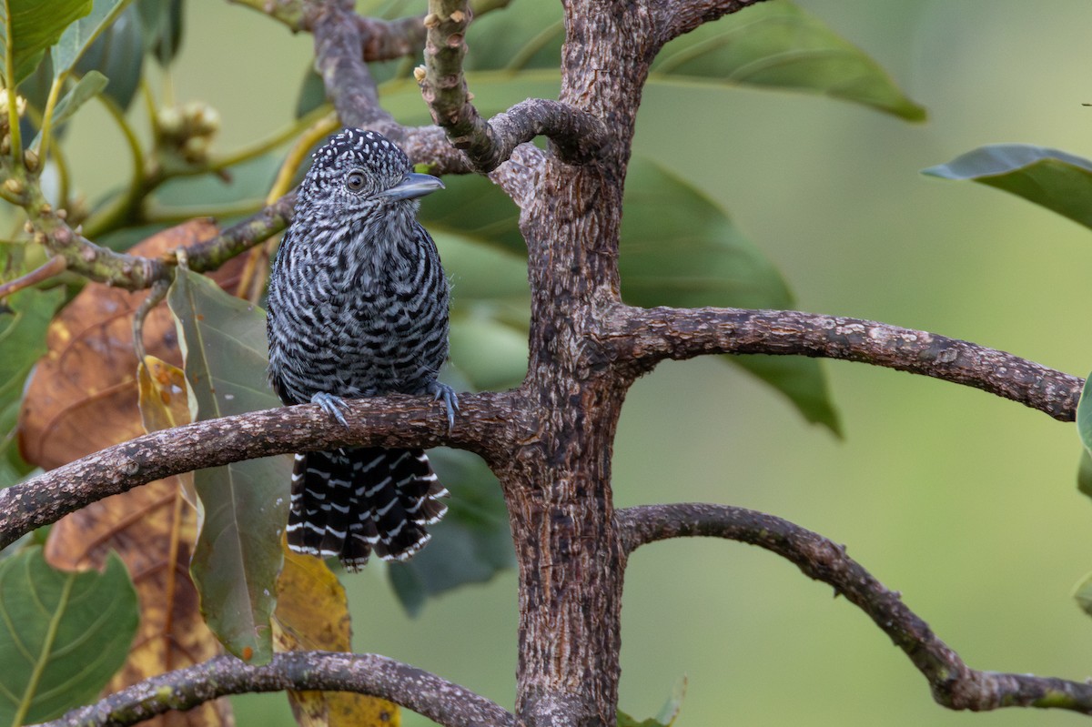 Batará Crestibarrado - ML646265479