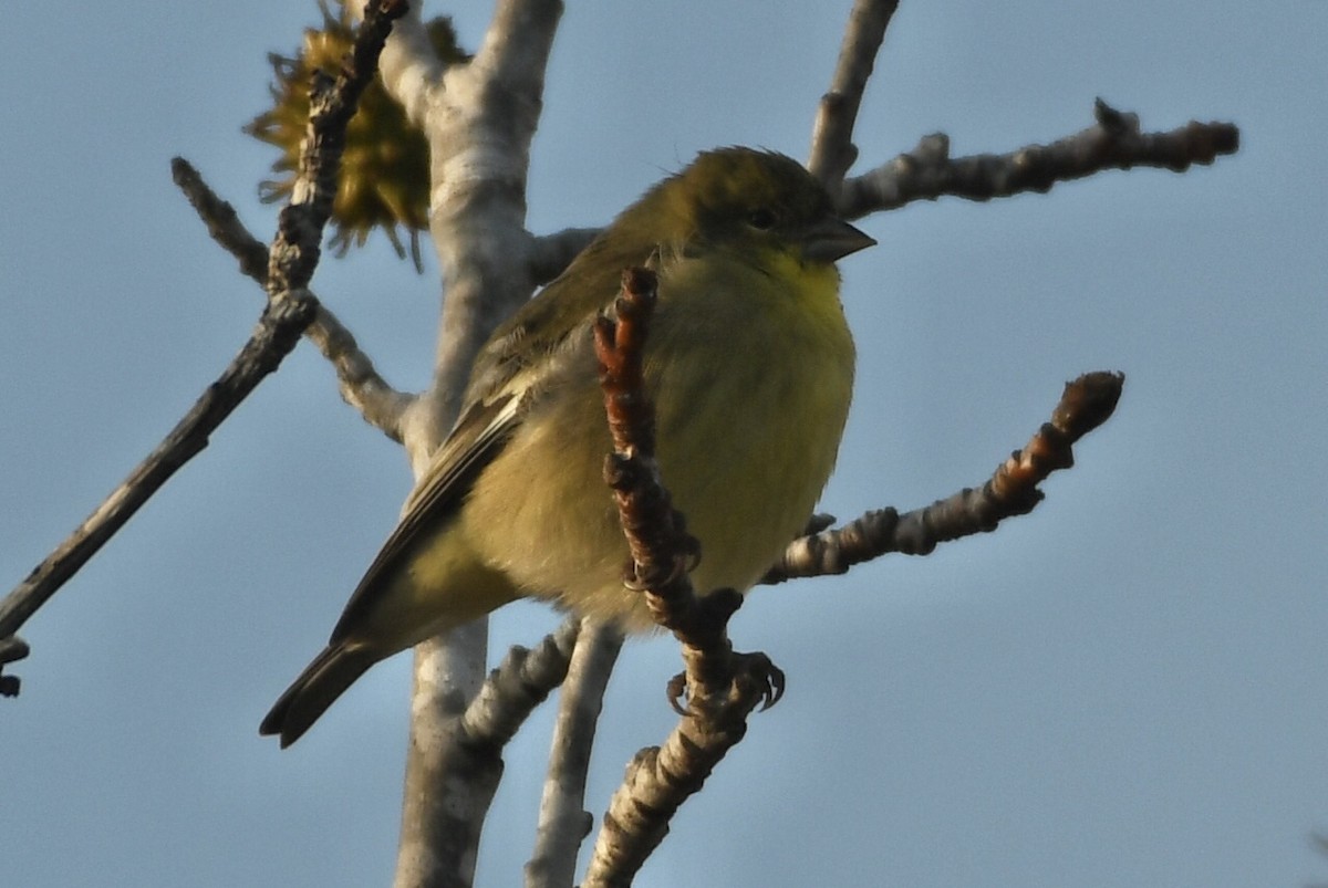 Jilguero Menor - ML646265480