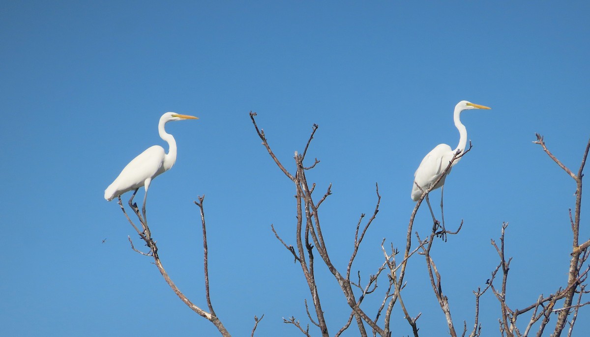 Garceta Grande - ML646265481