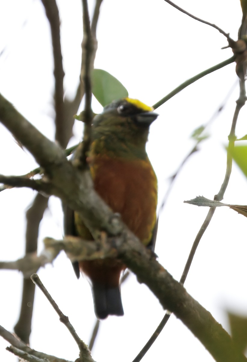 Eufonia Olivácea - ML646265482