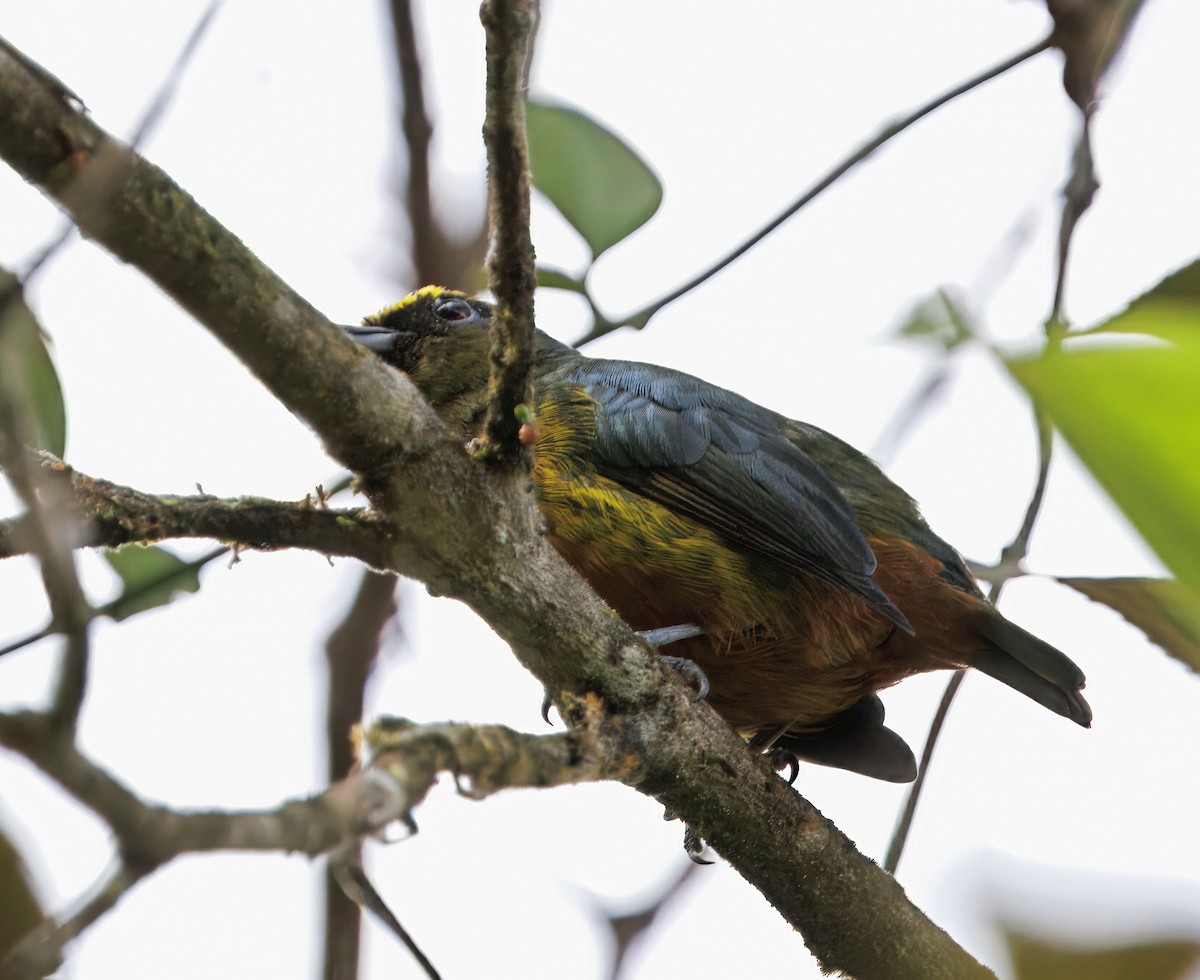 Eufonia Olivácea - ML646265483