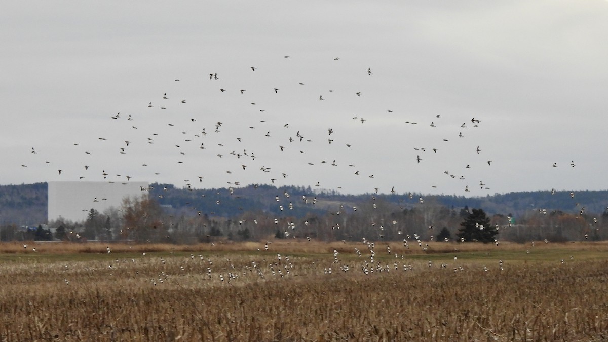 Escribano Nival - ML646265484