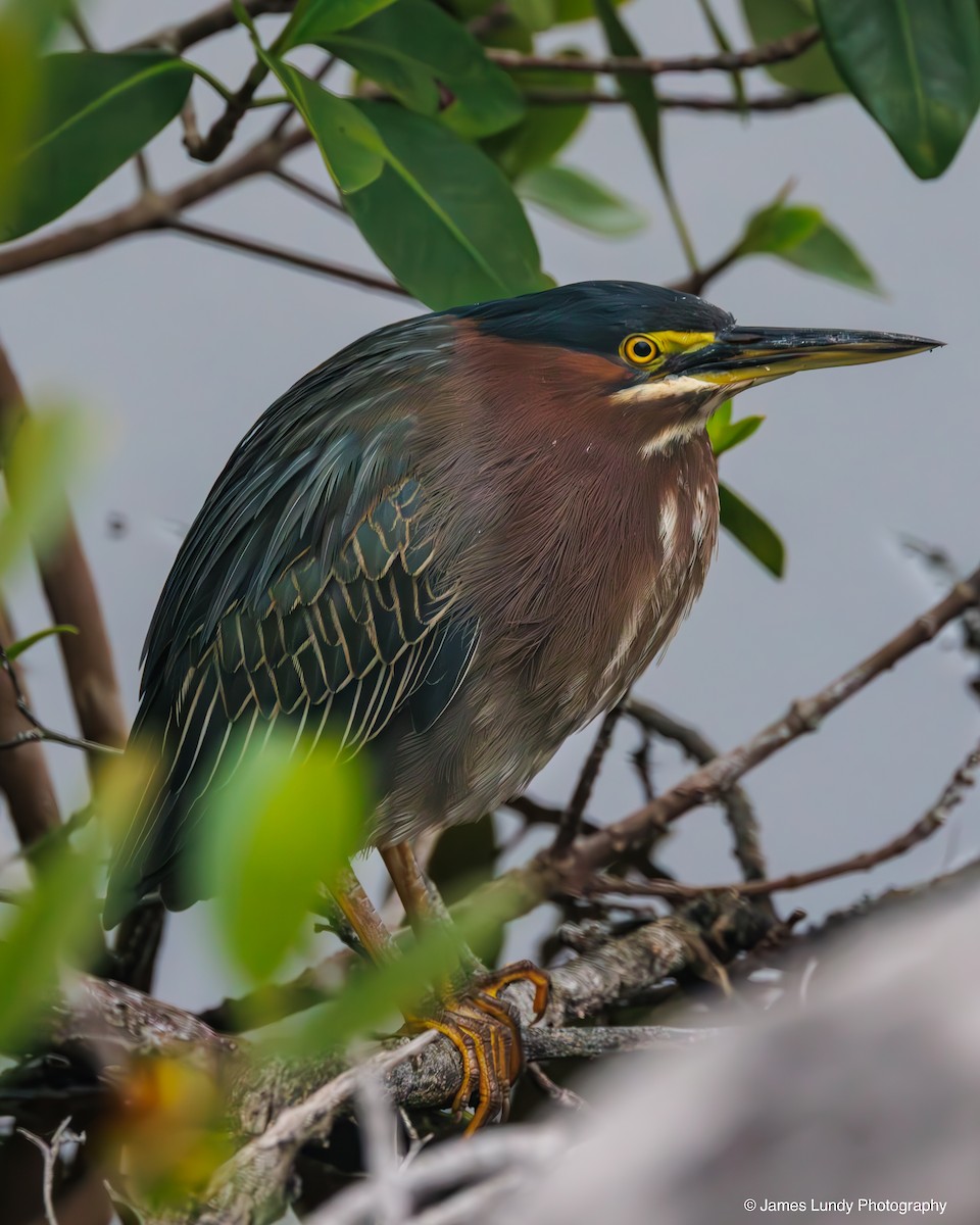 Garcilla Verde - ML646265485