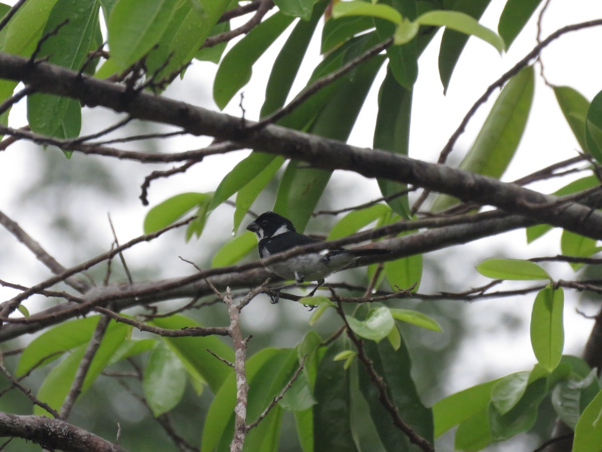 Semillero Corvino - ML646265486