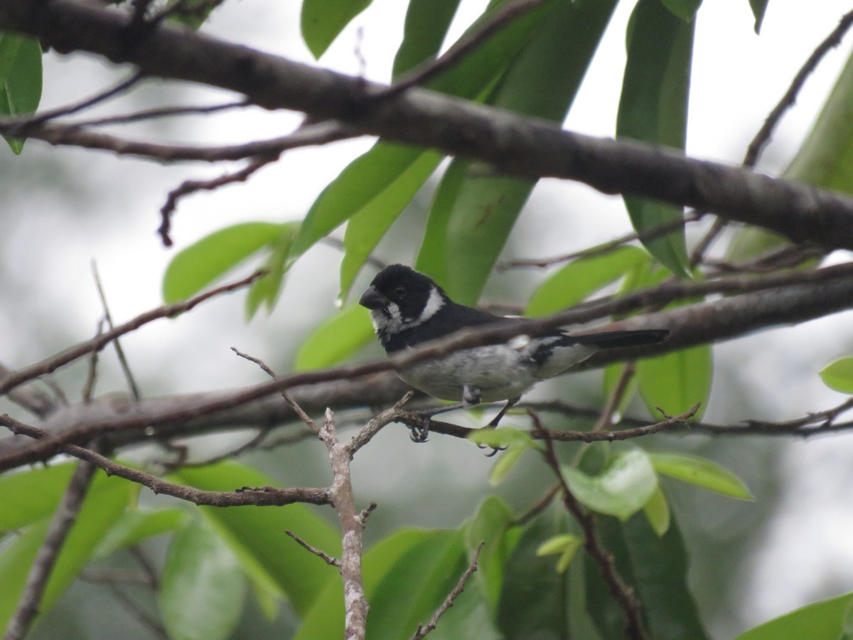 Semillero Corvino - ML646265487