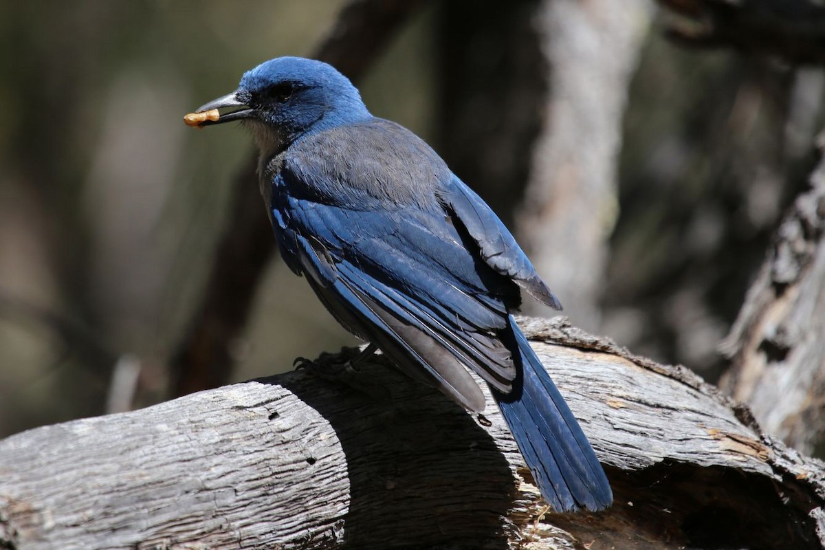 Chara Pechigrís - ML646265488