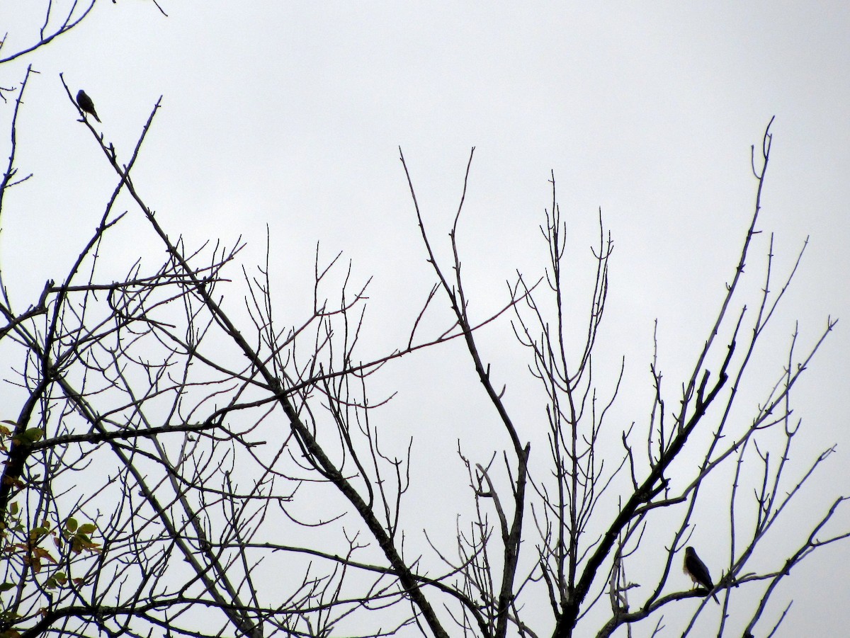 Gavilán Americano - ML646265490