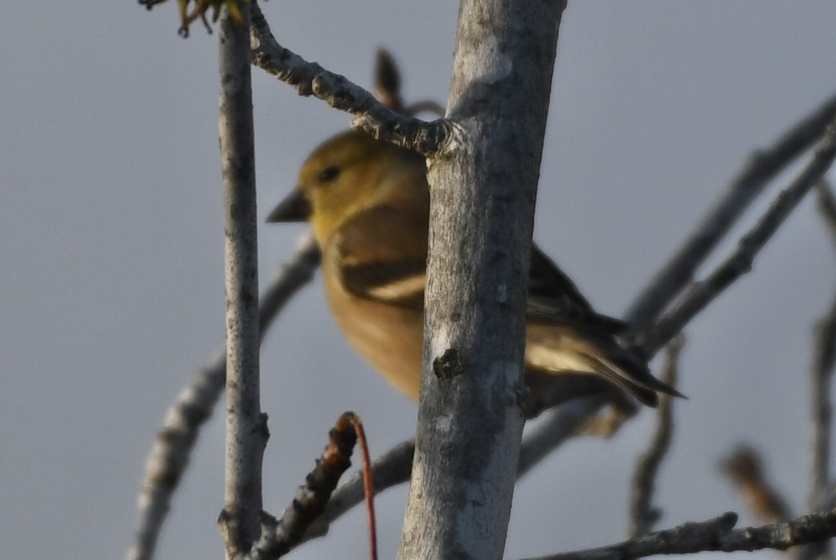 Jilguero Yanqui - ML646265491