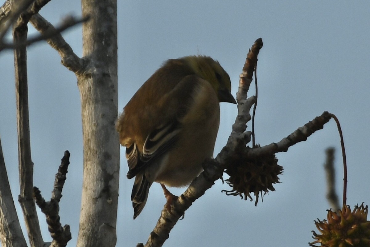 Jilguero Yanqui - ML646265492