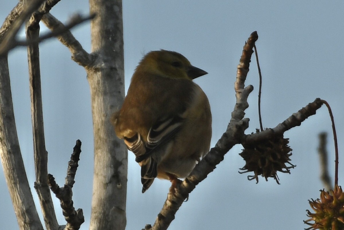 Jilguero Yanqui - ML646265493