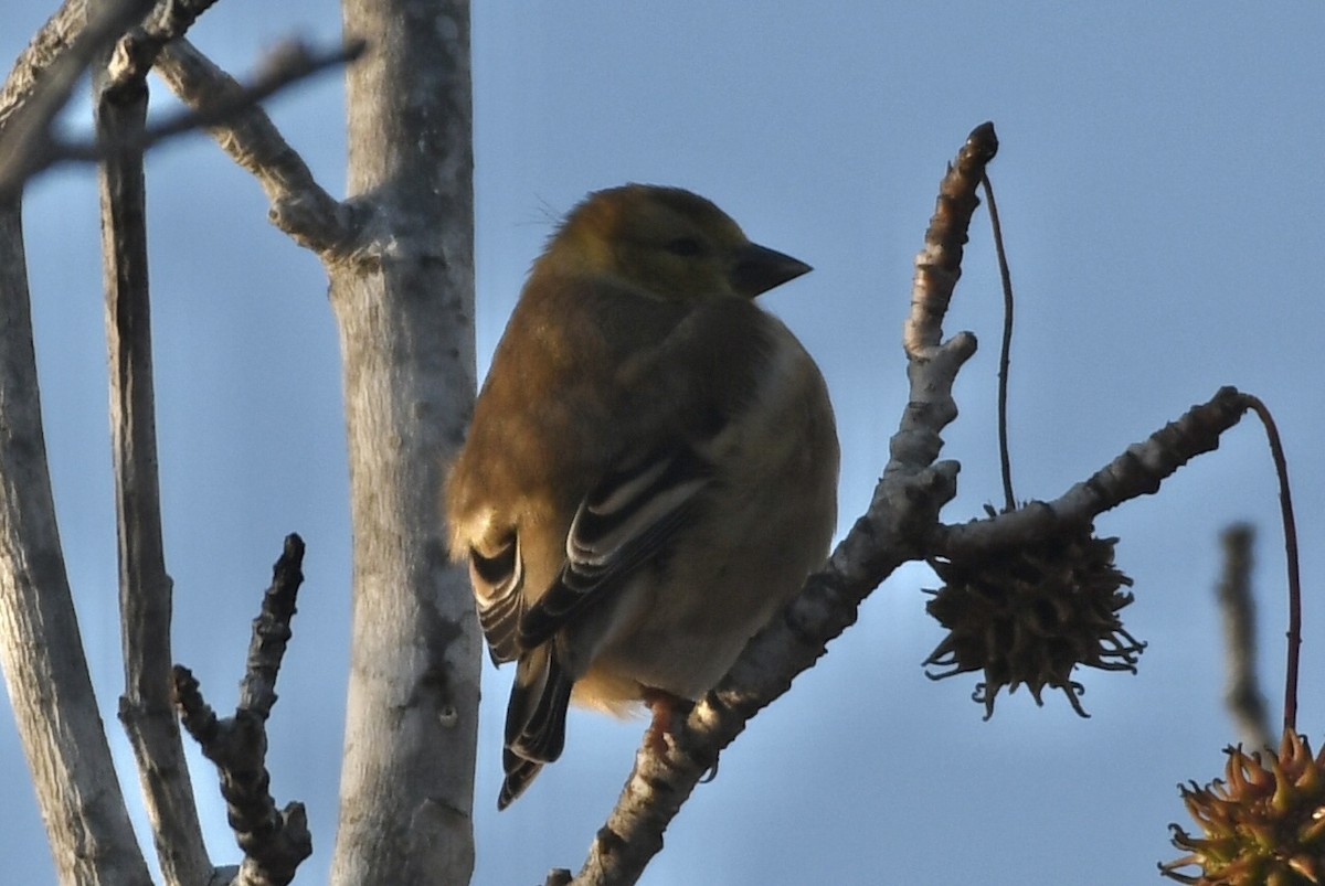 Jilguero Yanqui - ML646265494