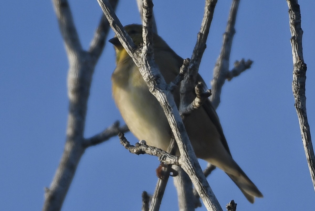 Jilguero Yanqui - ML646265495