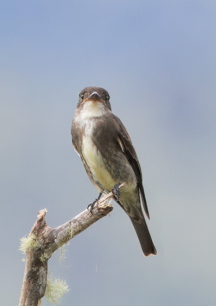 Pibí Boreal - ML646265498