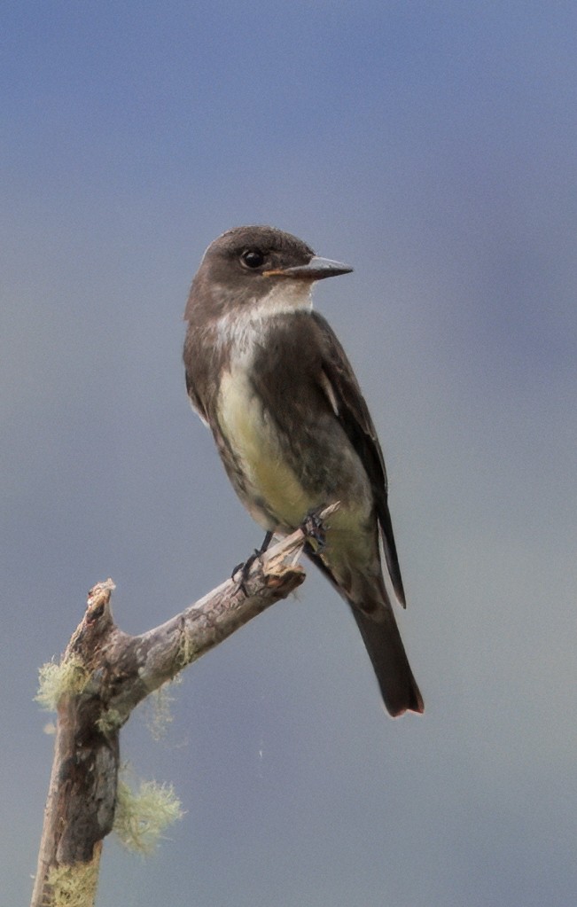 Pibí Boreal - ML646265499